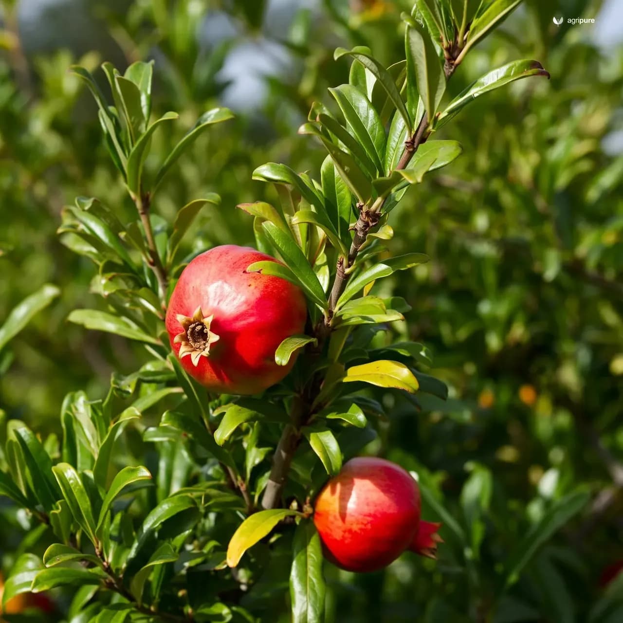 pomegranate-bedana