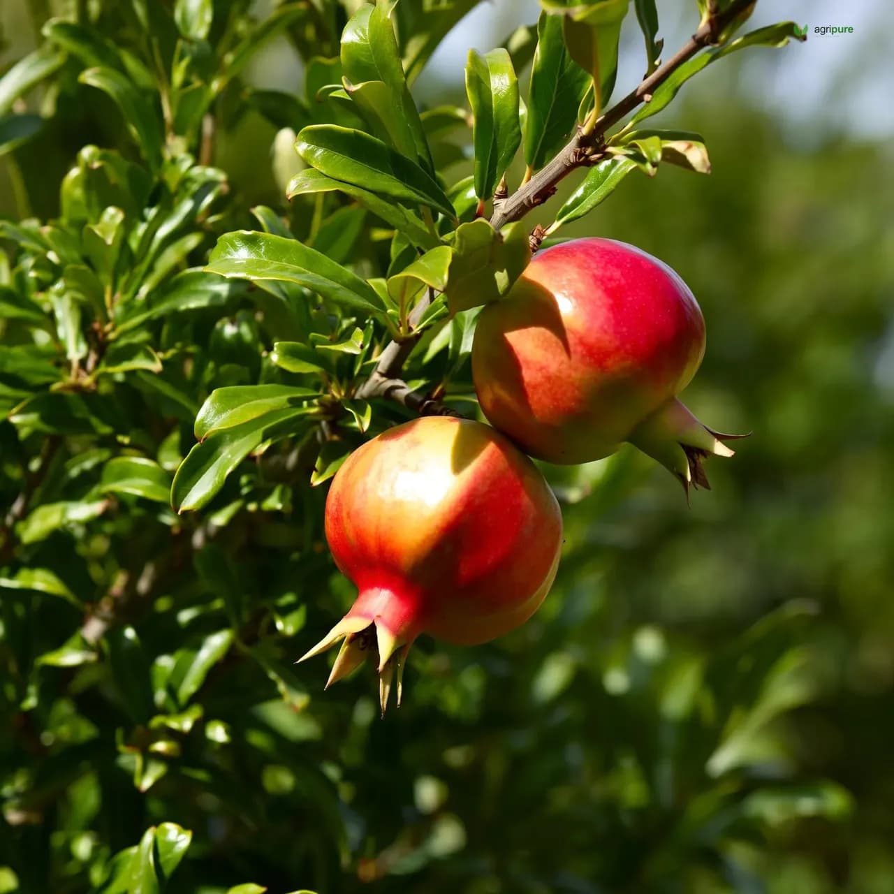 pomegranate-kandhari