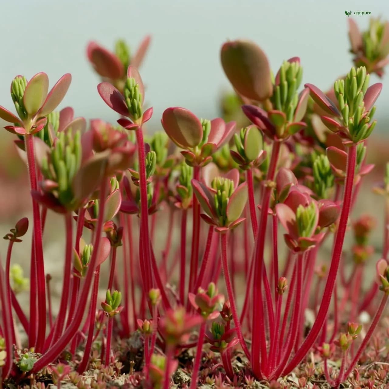 Purslane (Portulaca oleracea)