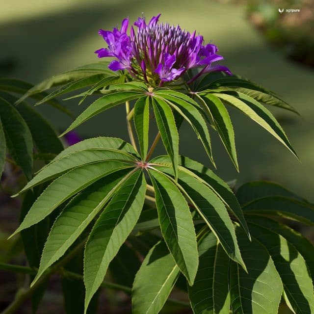 Indian Kudzu (Pueraria tuberosa)