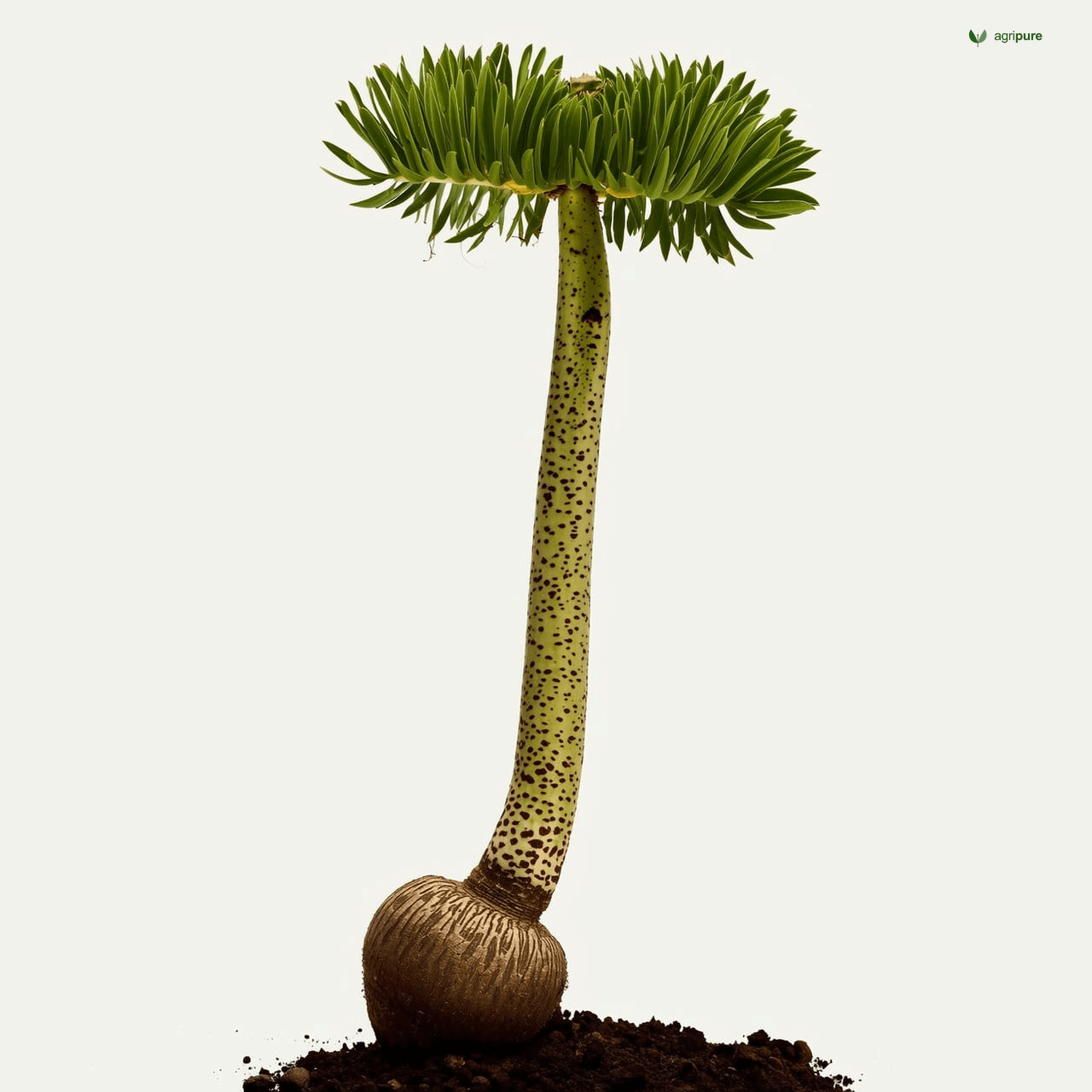 Elephant Foot Yam (Amorphophallus paeoniifolius)