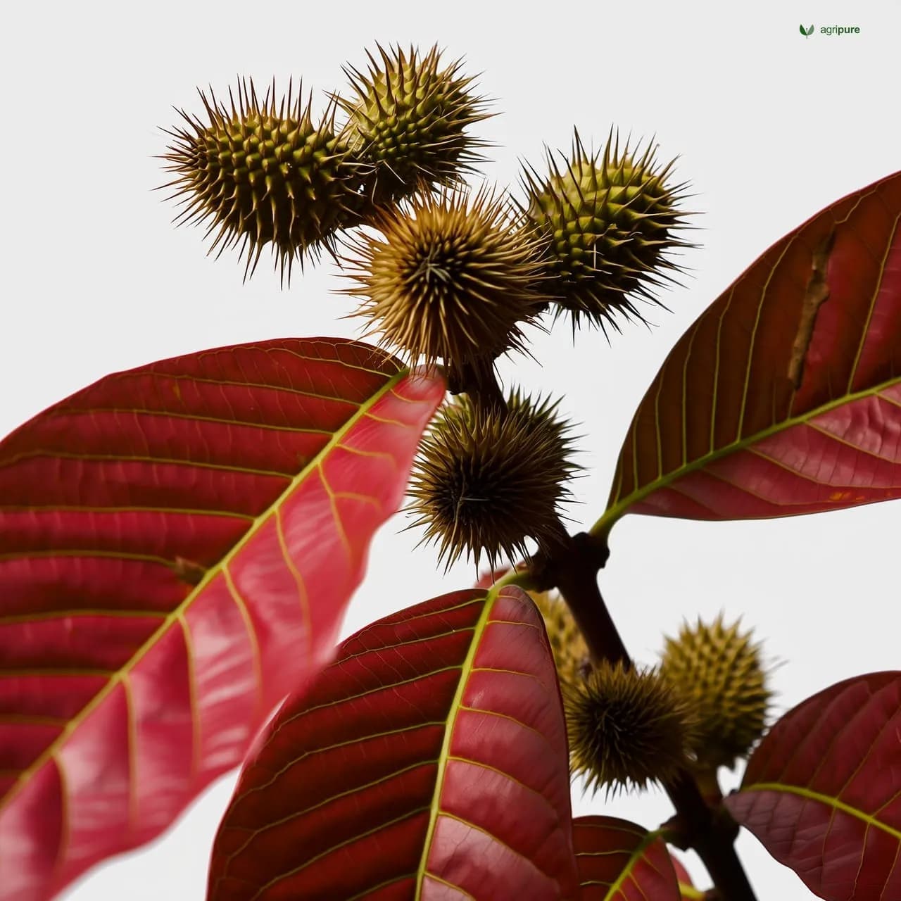 Castor (Ricinus communis)