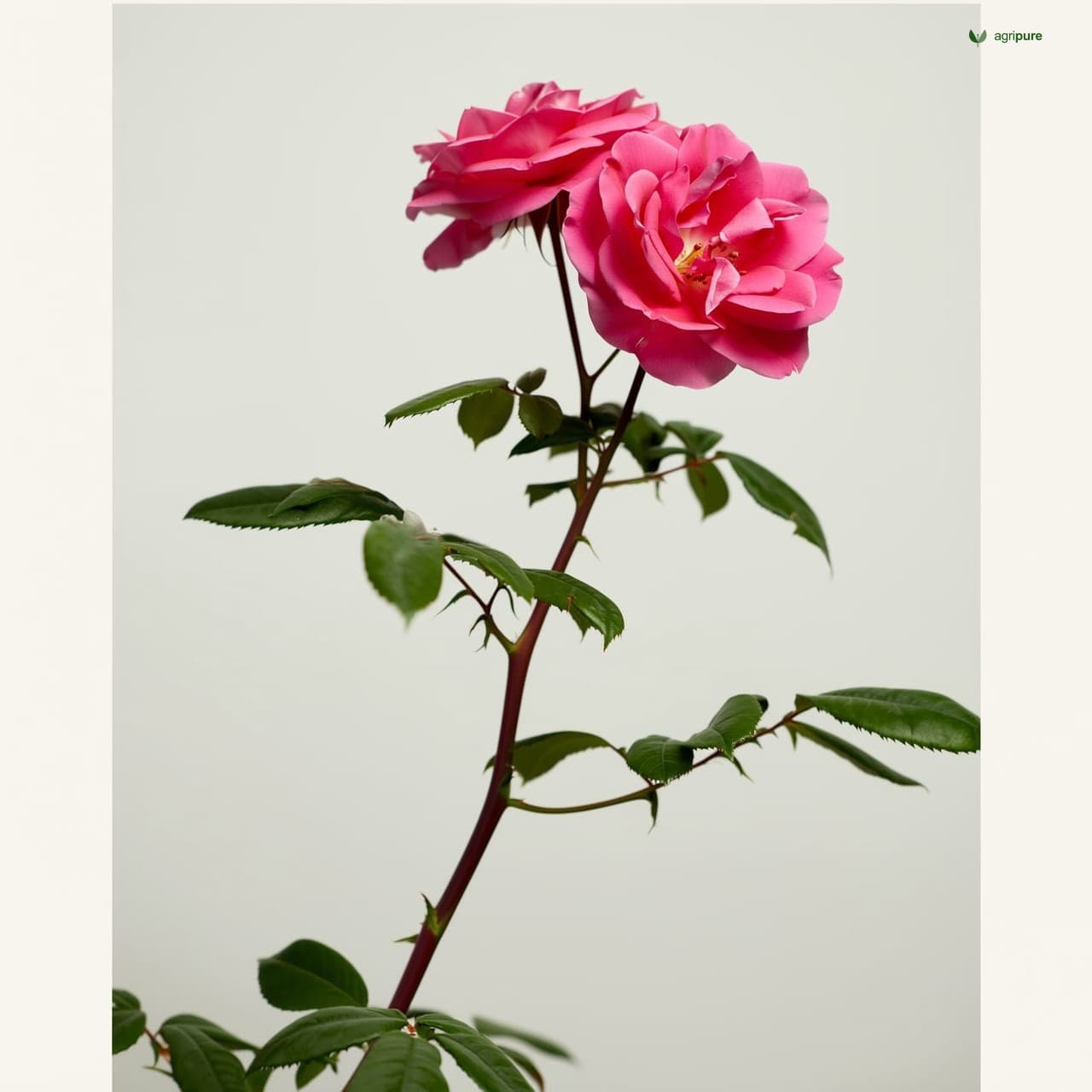 Damask Rose (Rosa damascena)
