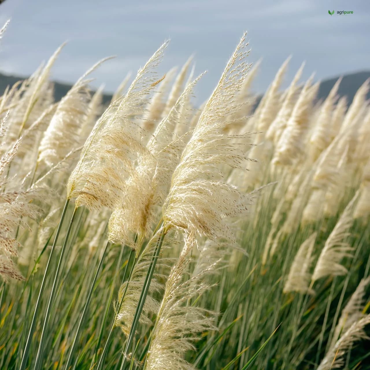 Wild Sugarcane (Saccharum spontaneum)