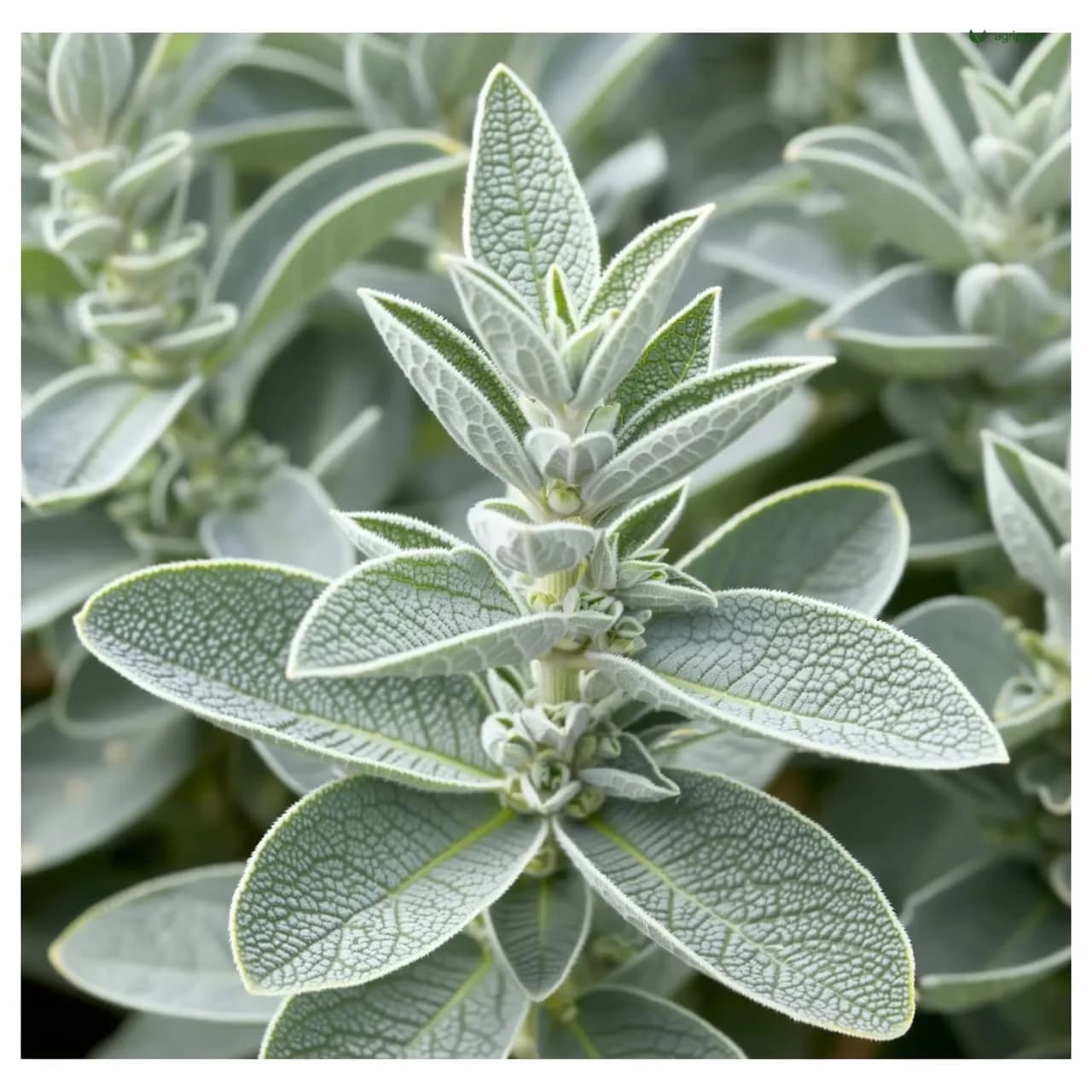 Garden Sage (Salvia officinalis)