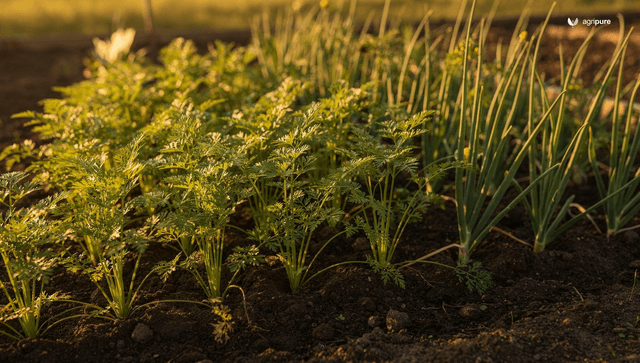 Carrot companion plants that actually pull their weight (and the ones that backfire)
