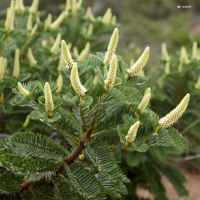 Phulai (Acacia modesta)
