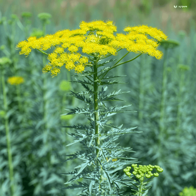 Dill (Anethum graveolens)