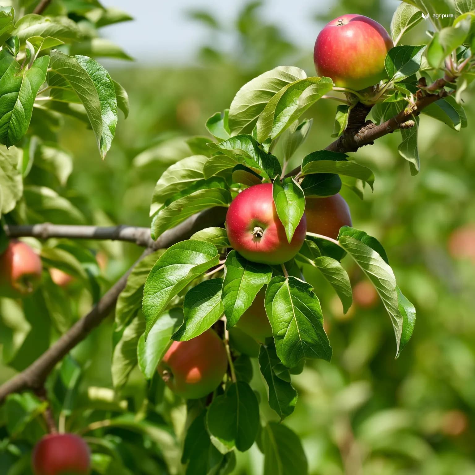 Apple — Mashadi (local Balochistan) (Malus domestica (Mashadi landrace))