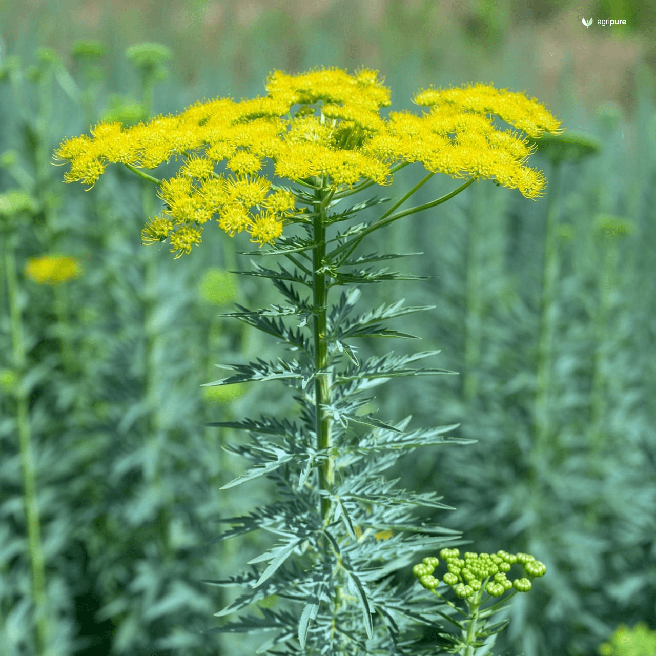 Dill (Anethum graveolens)