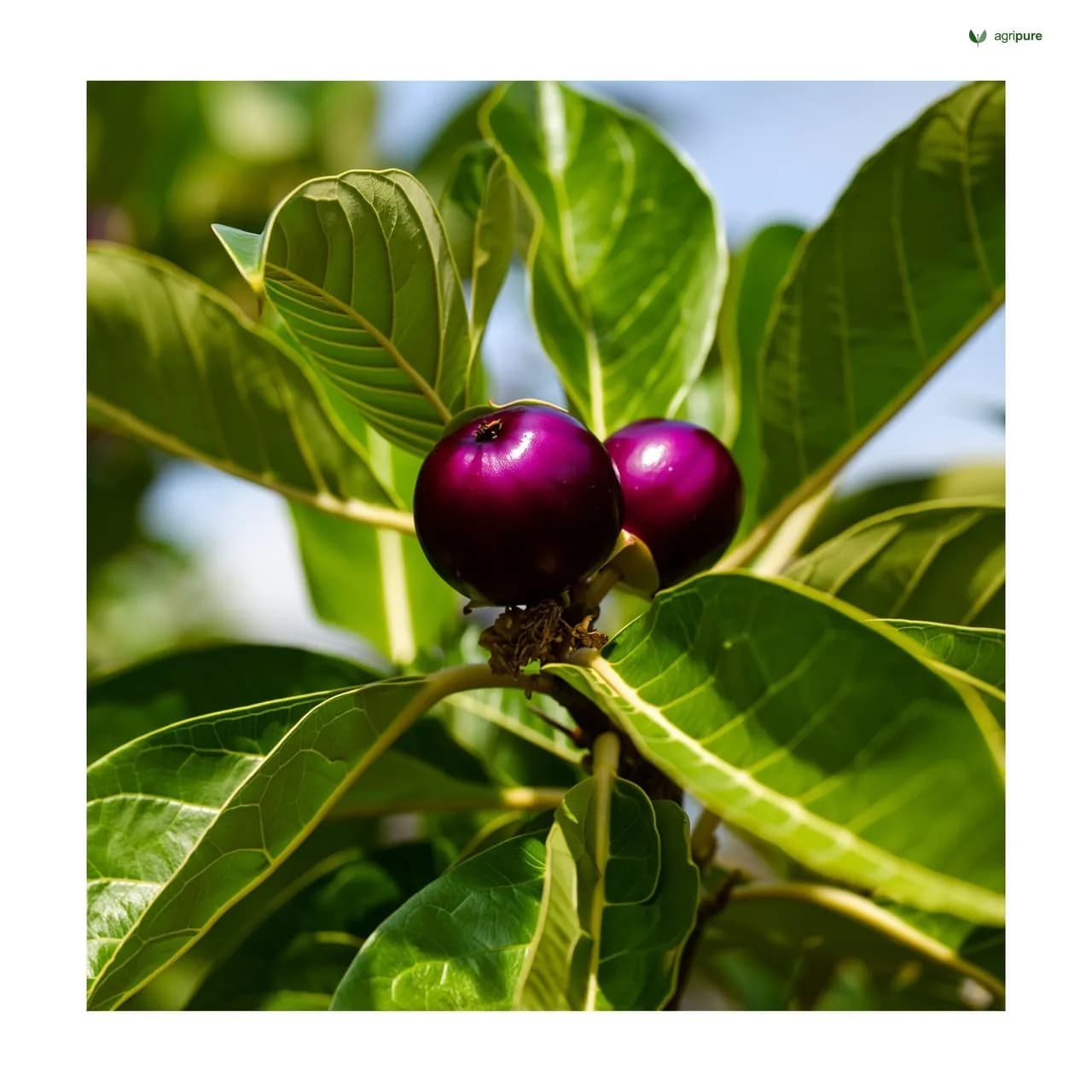 Brinjal (Solanum melongena)