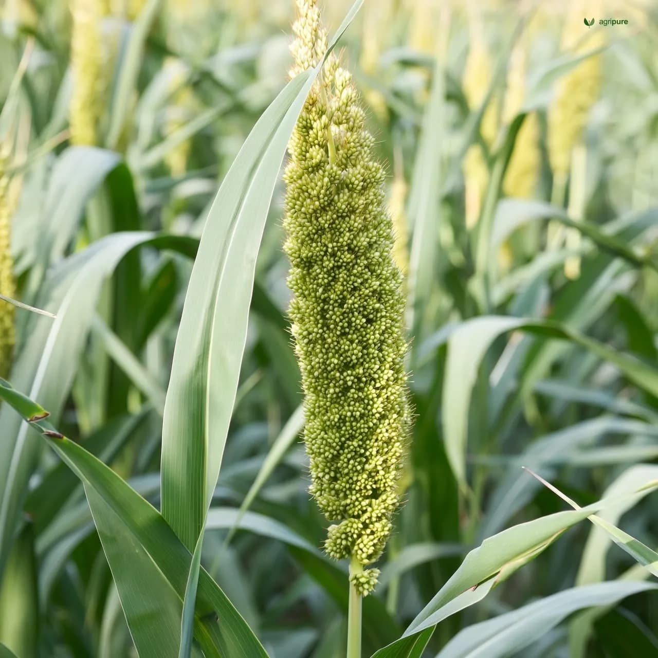 Sorghum (Sorghum bicolor)