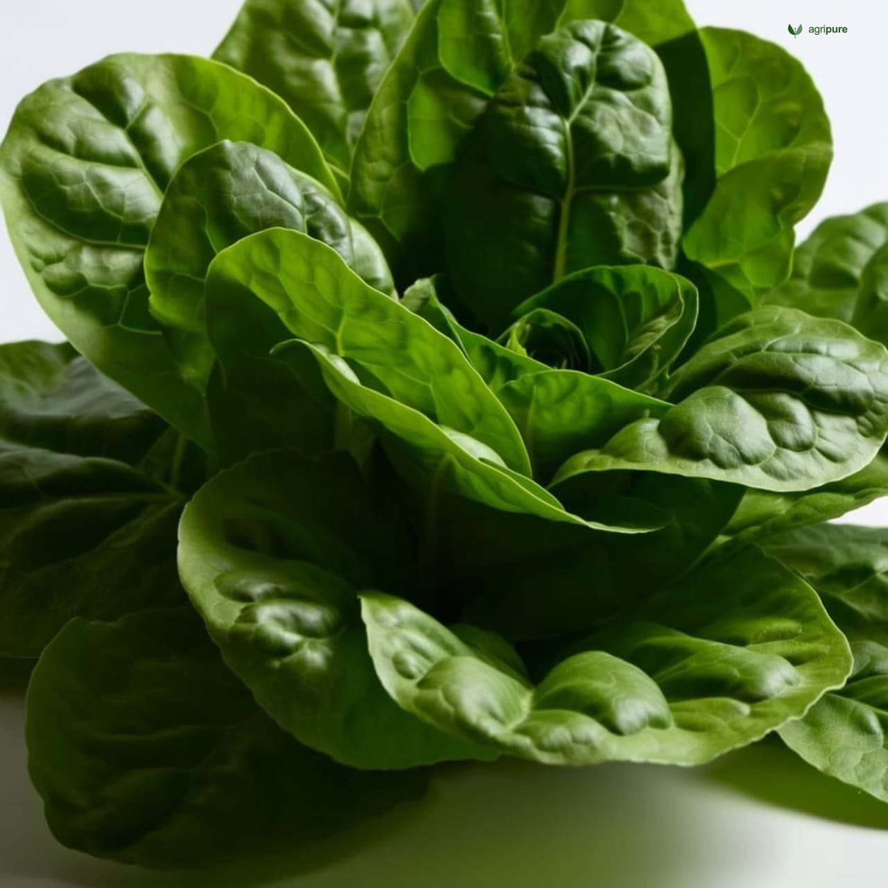 Spinach (Spinacia oleracea)