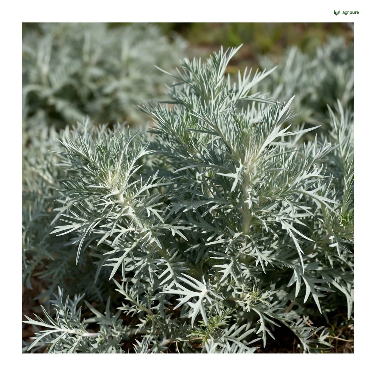 Athel Tamarisk (Tamarix aphylla)