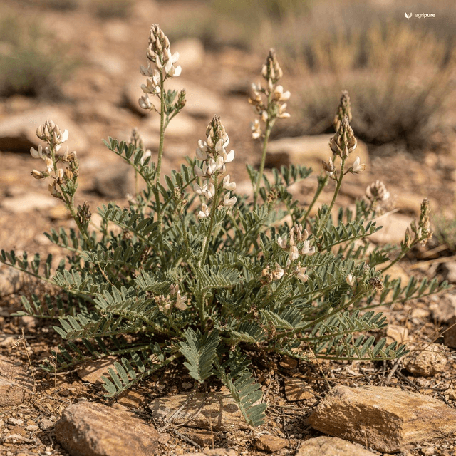 Mountain Milkvetch (Astragalus grahamianus)
