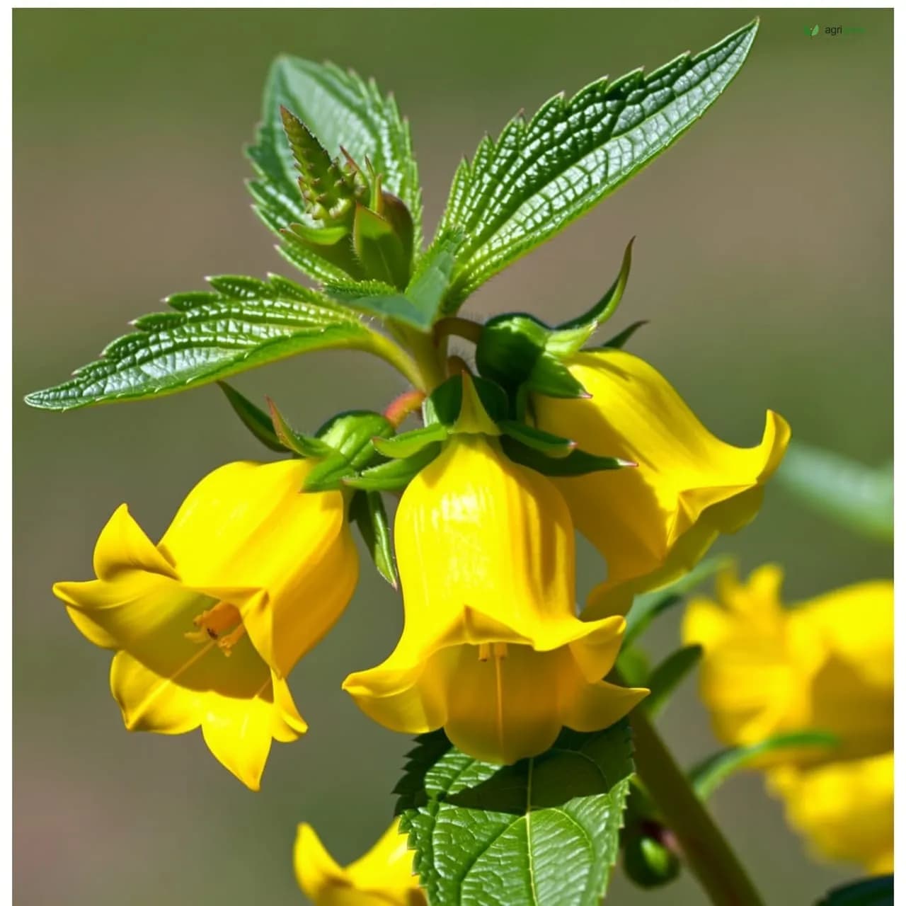 Yellow Bells (Tecoma stans)