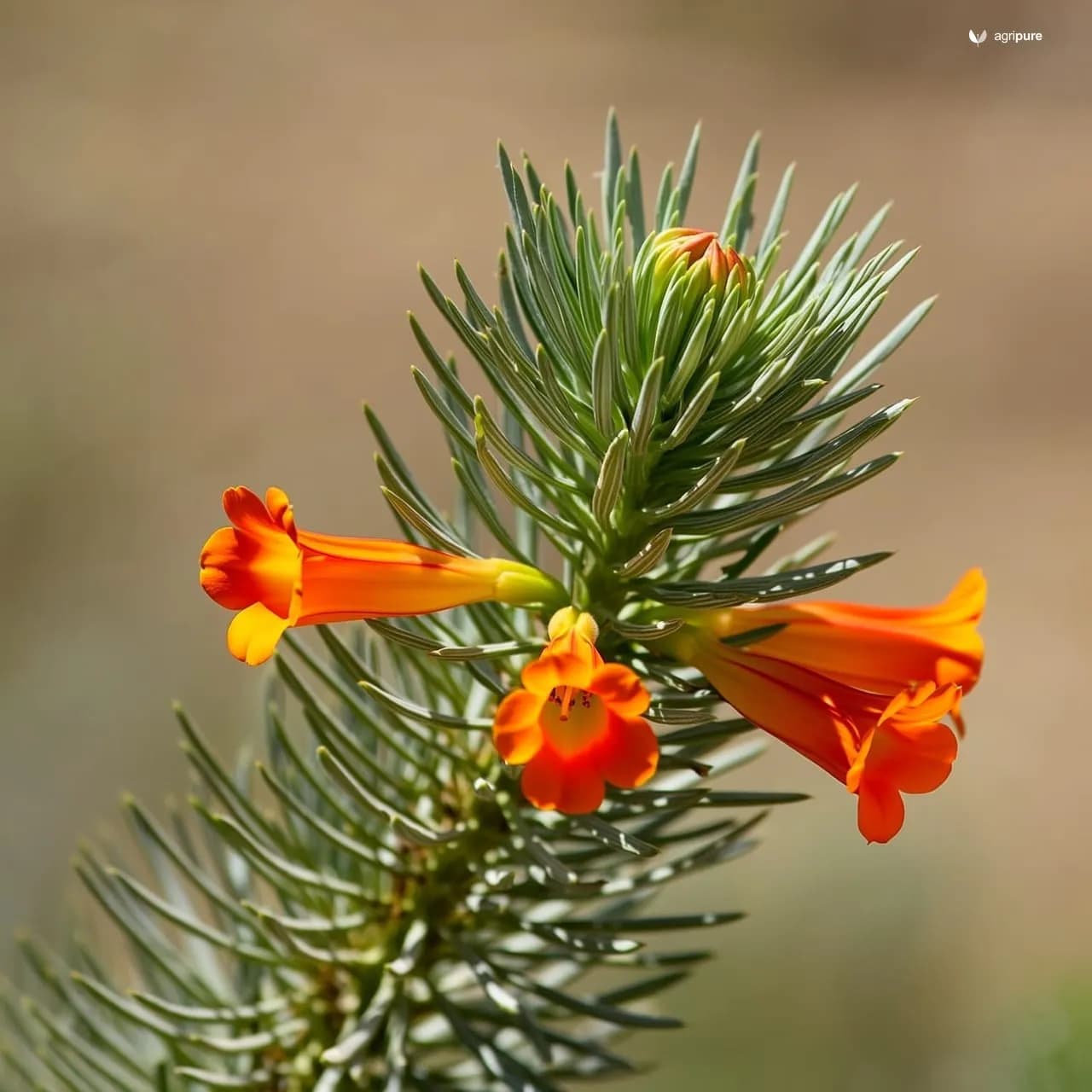 Desert Teak (Tecomella undulata)