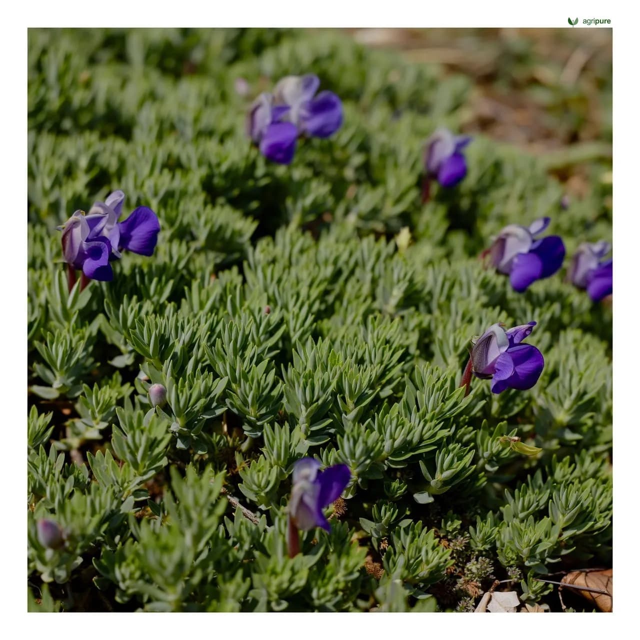 Wild Indigo (Tephrosia purpurea)