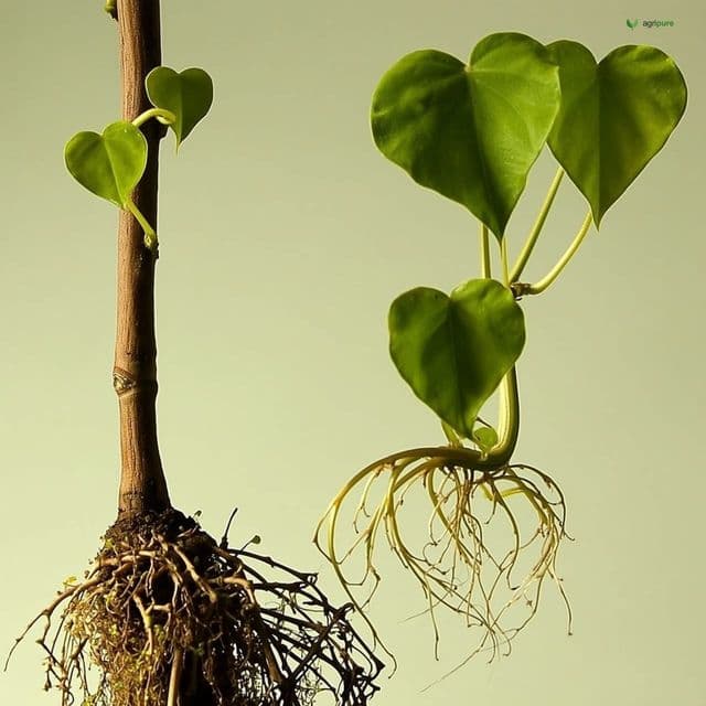 Heart-leaved Moonseed (Tinospora cordifolia)