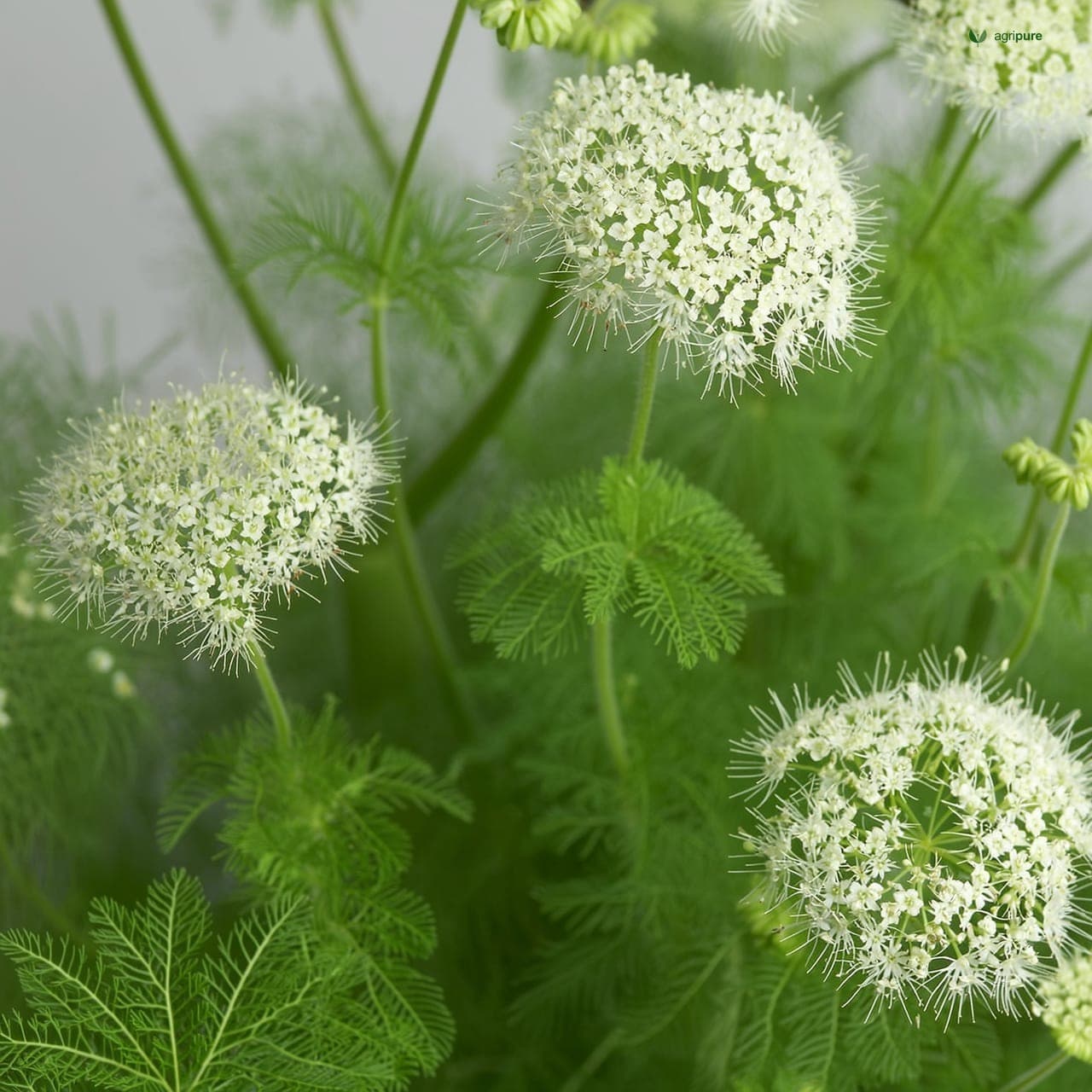 Ajwain (Trachyspermum ammi)