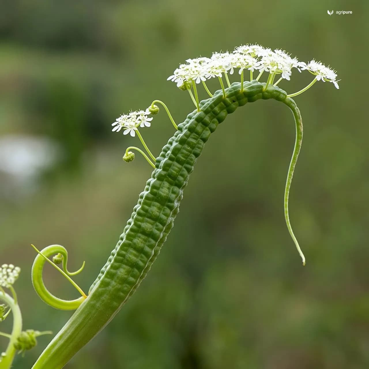 Snake Gourd (Trichosanthes cucumerina)