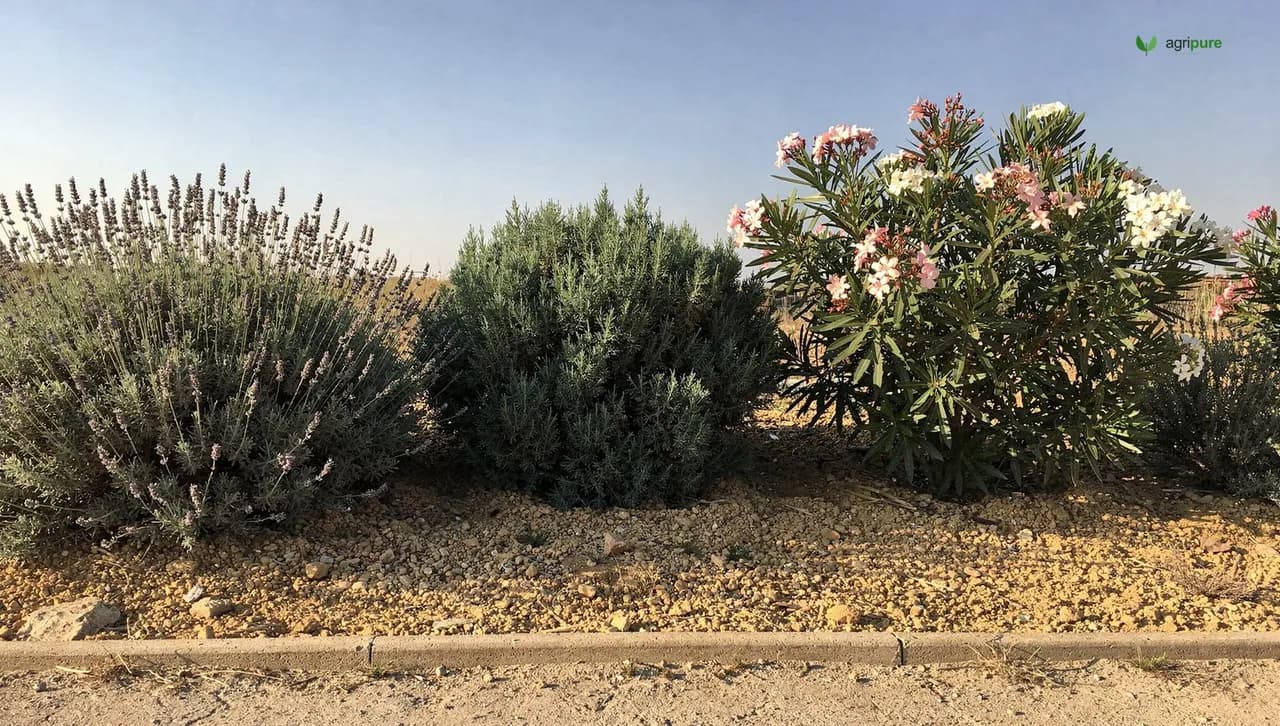 A sun-baked low-water garden border of silvery lavender, juniper, and oleander shrubs under a clear morning sky with gravel mulch between plants.