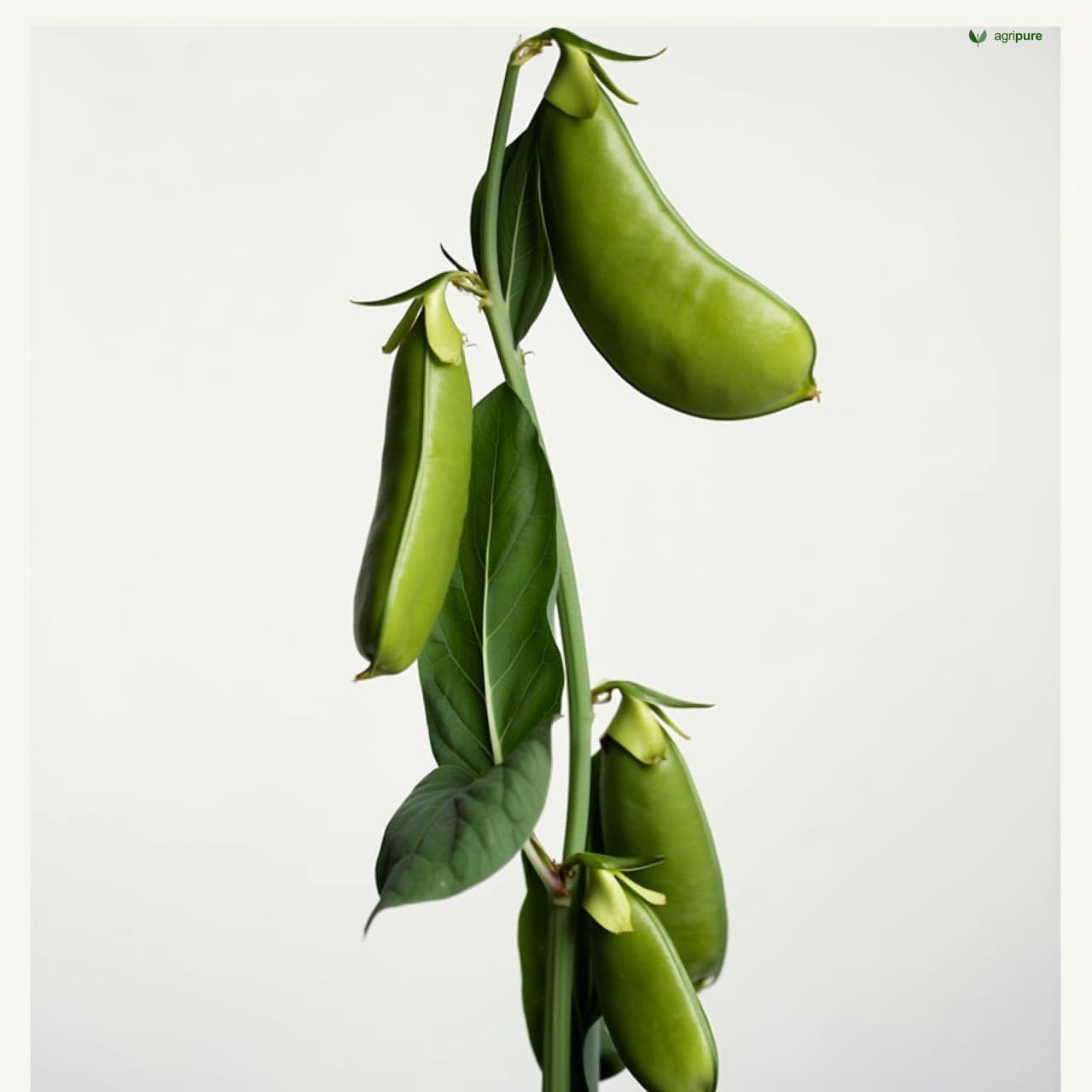 Broad Bean (Vicia faba)