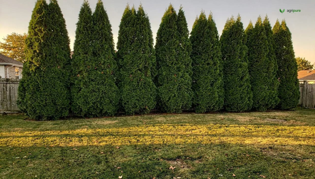 A row of tall columnar evergreen privacy trees forming a dense green screen along the edge of a sunlit suburban backyard.