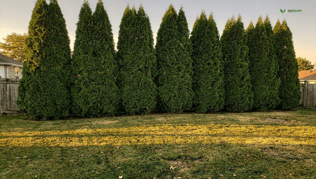 Fast growing privacy trees: the honest tradeoffs before you plant a screen