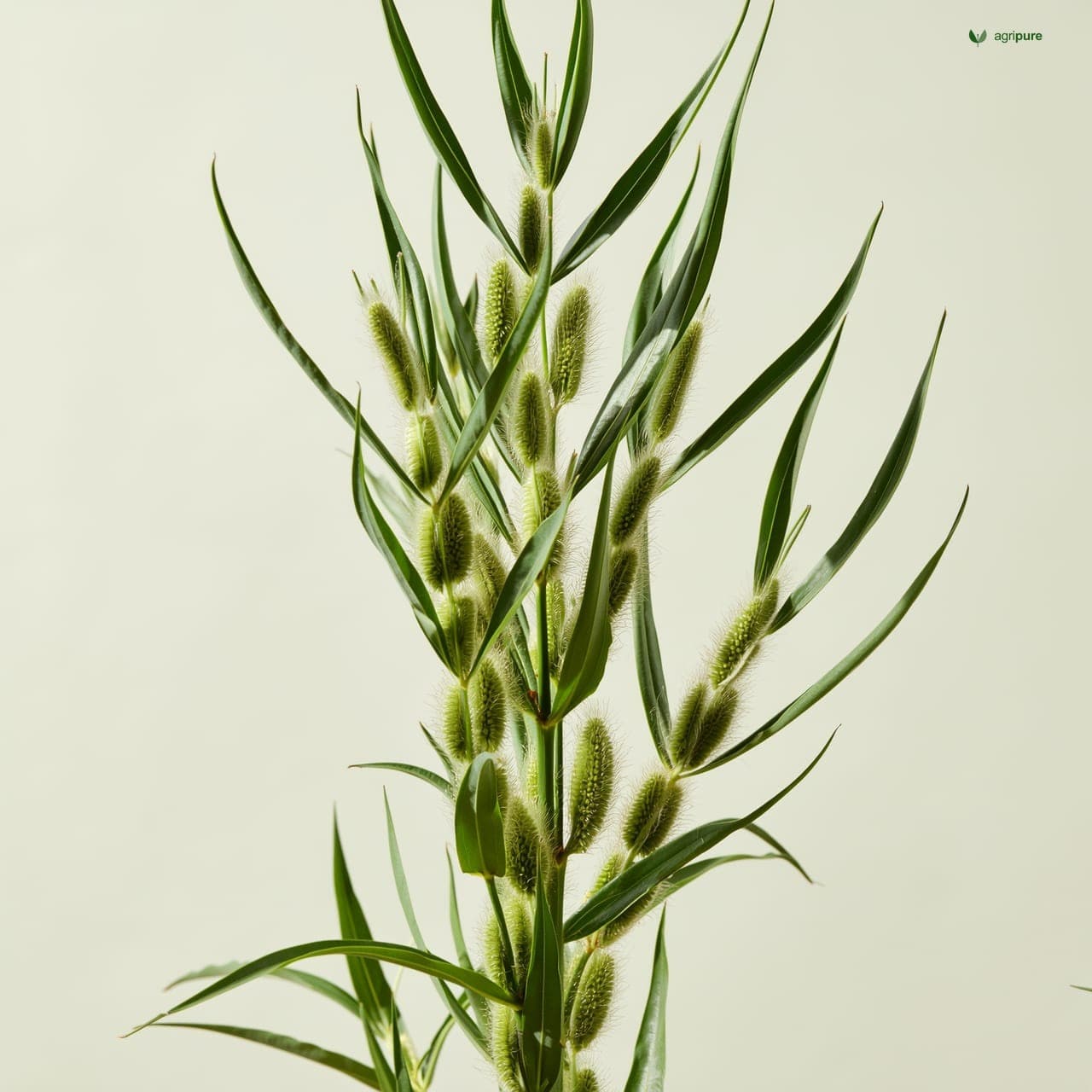 Black Gram (Vigna mungo)