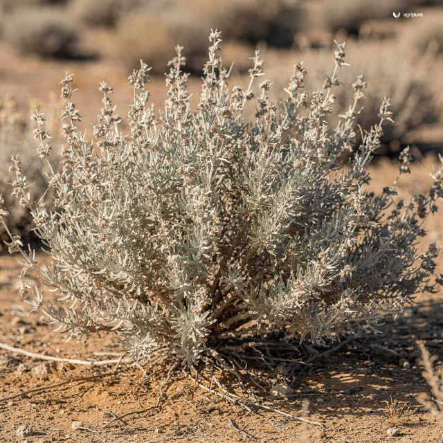 Fourwing Saltbush (Atriplex canescens)