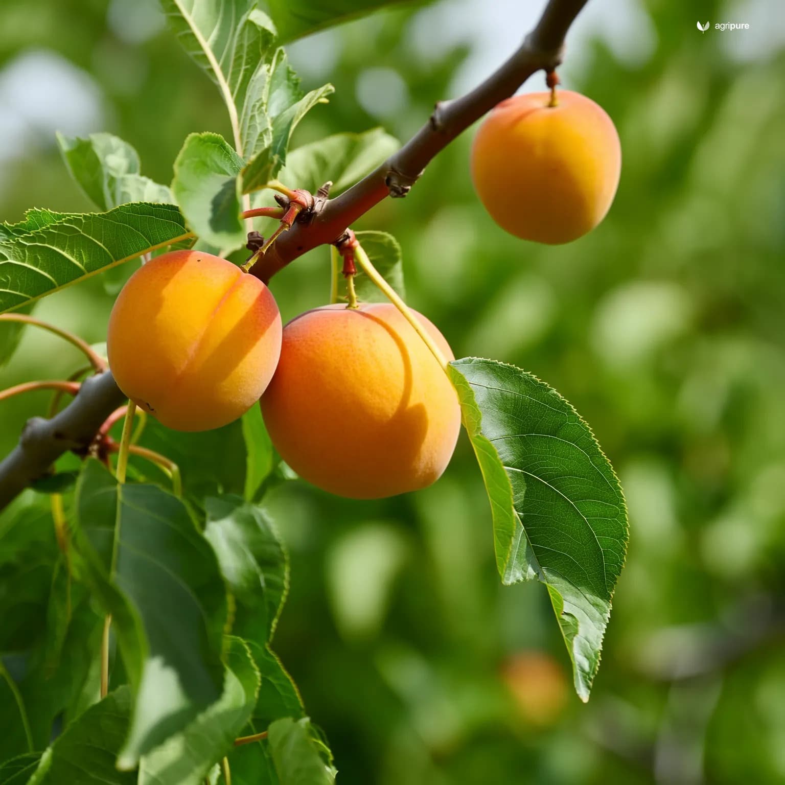 Apricot — Hunza (local landrace) (Prunus armeniaca (Hunza landrace))