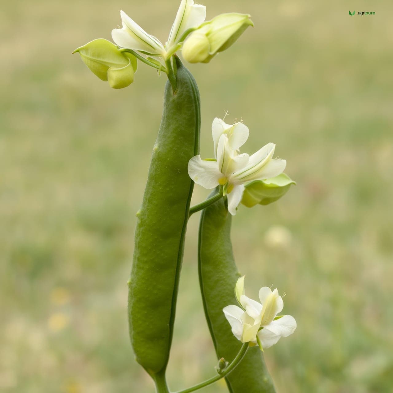 Cowpea (Vigna unguiculata)