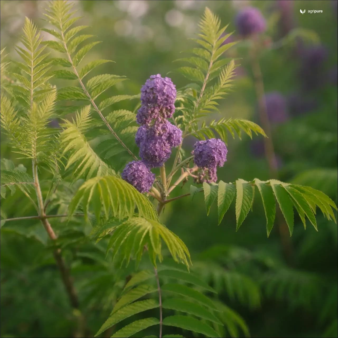 vitex-negundo