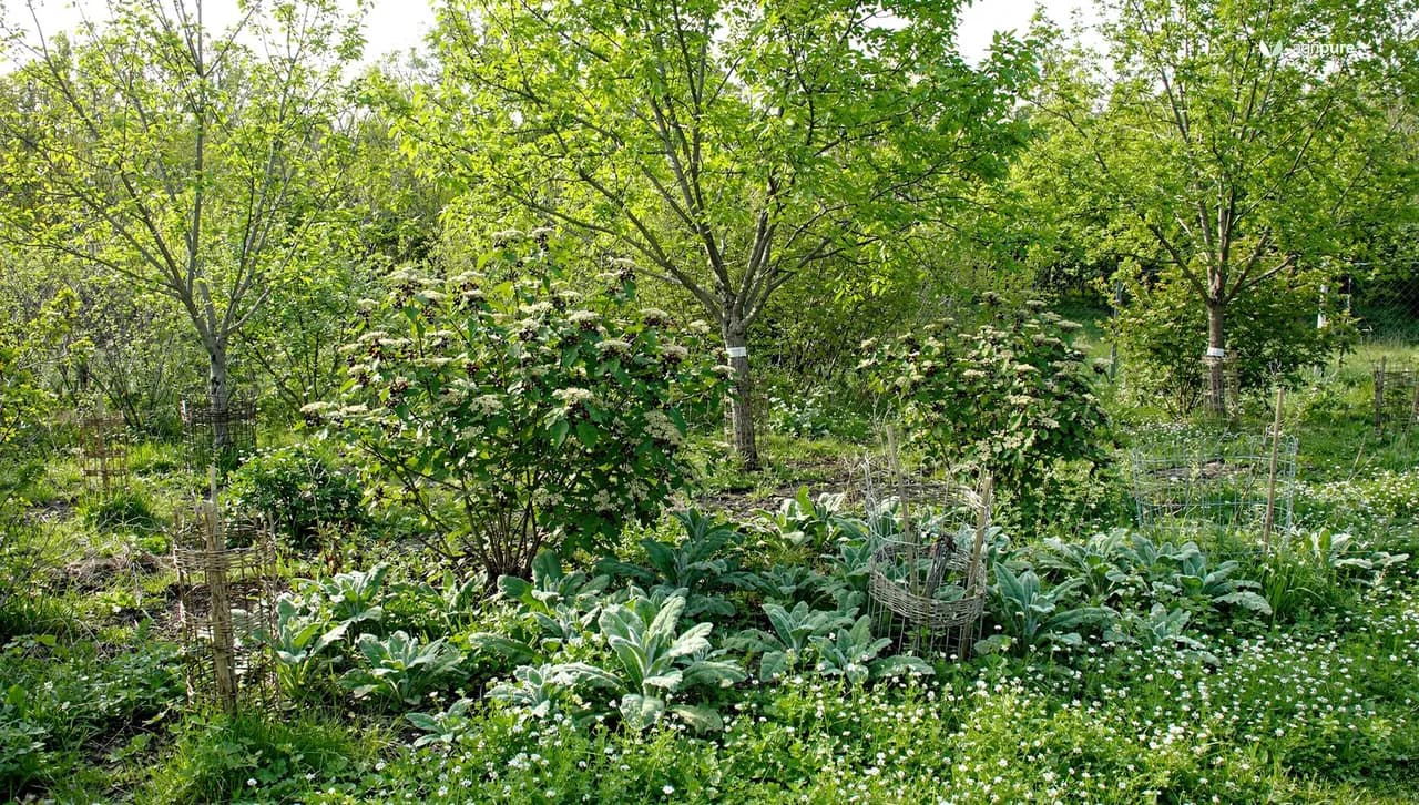 A small mixed-canopy paddock with mulberry, black locust, and elderberry over comfrey and white clover, hens visible in dappled shade, late spring