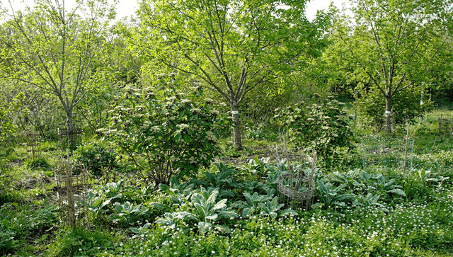 A food forest for chickens: designing perennial forage that actually feeds your flock