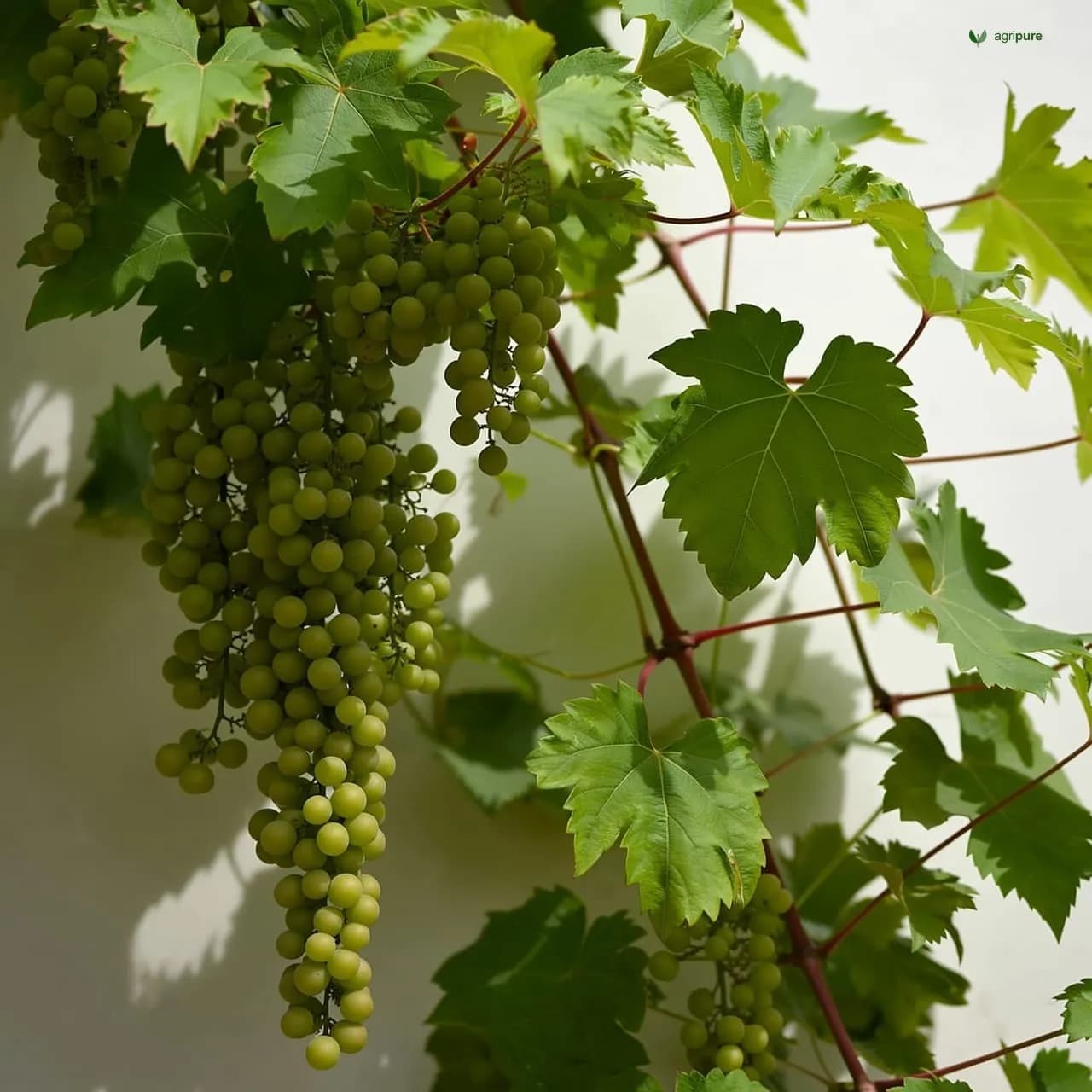 Grape (Vitis vinifera)