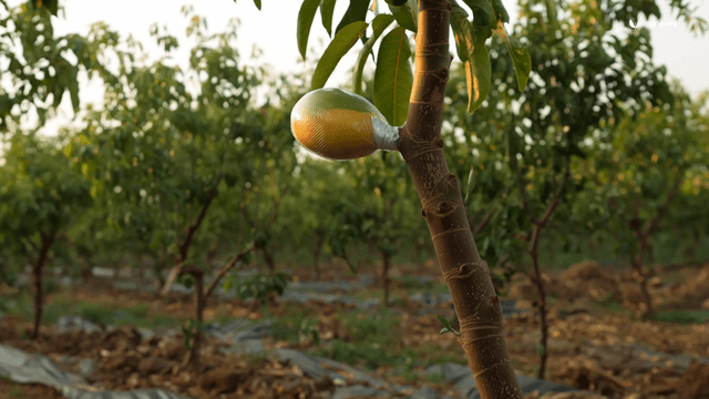 Grafting mango without tears — a year-7 primer