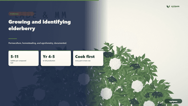 Growing and identifying elderberry: blue, black, and how to tell it apart
