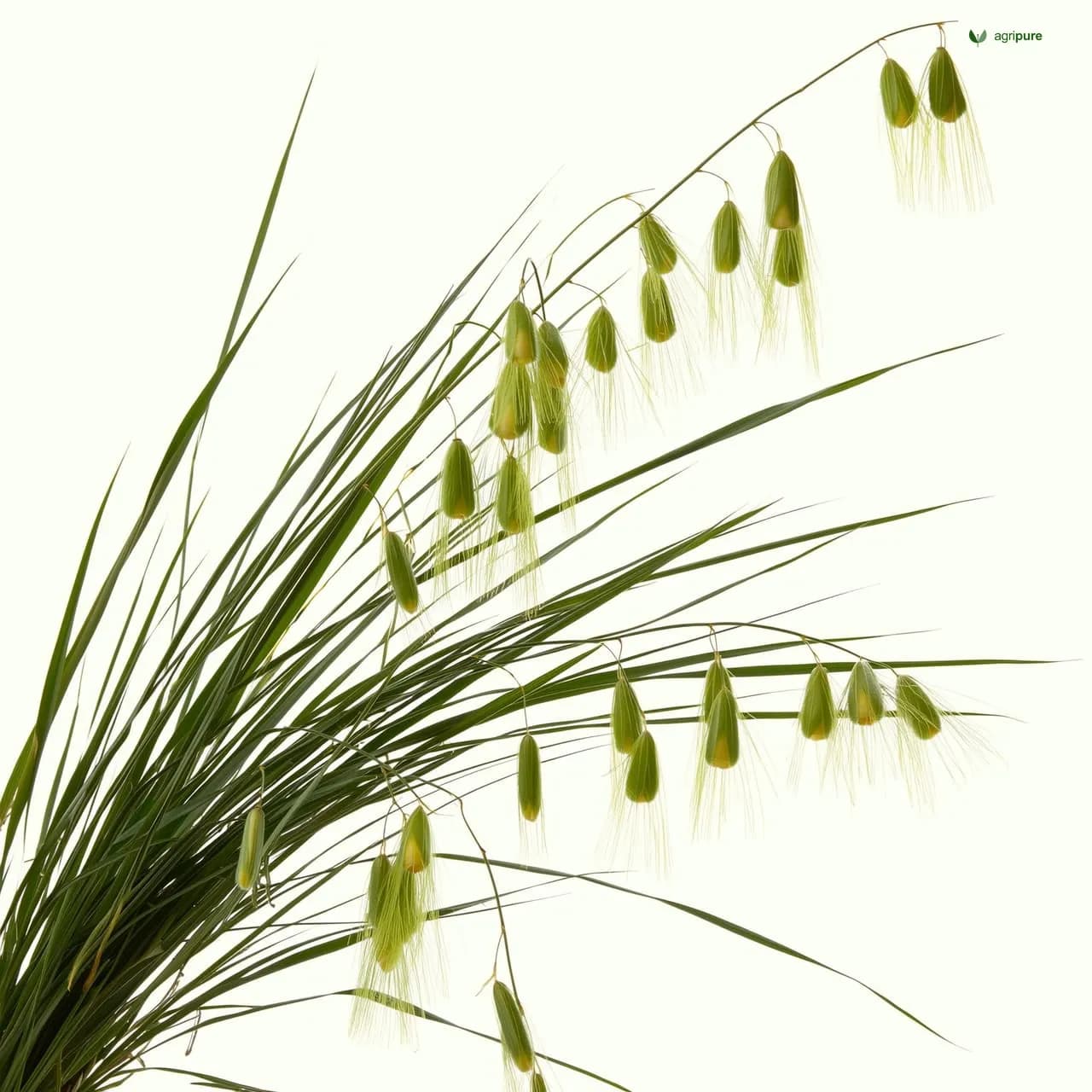 apricot-margilum