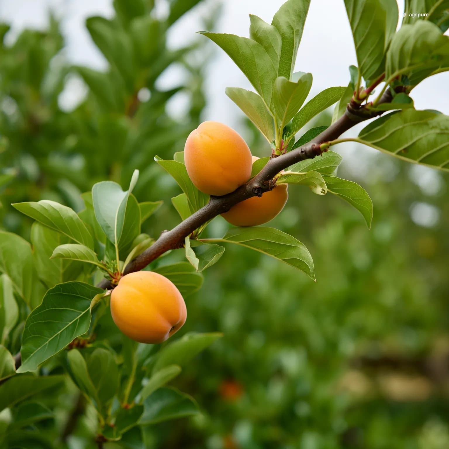 Apricot — Margilum (Prunus armeniaca (Margilum landrace))