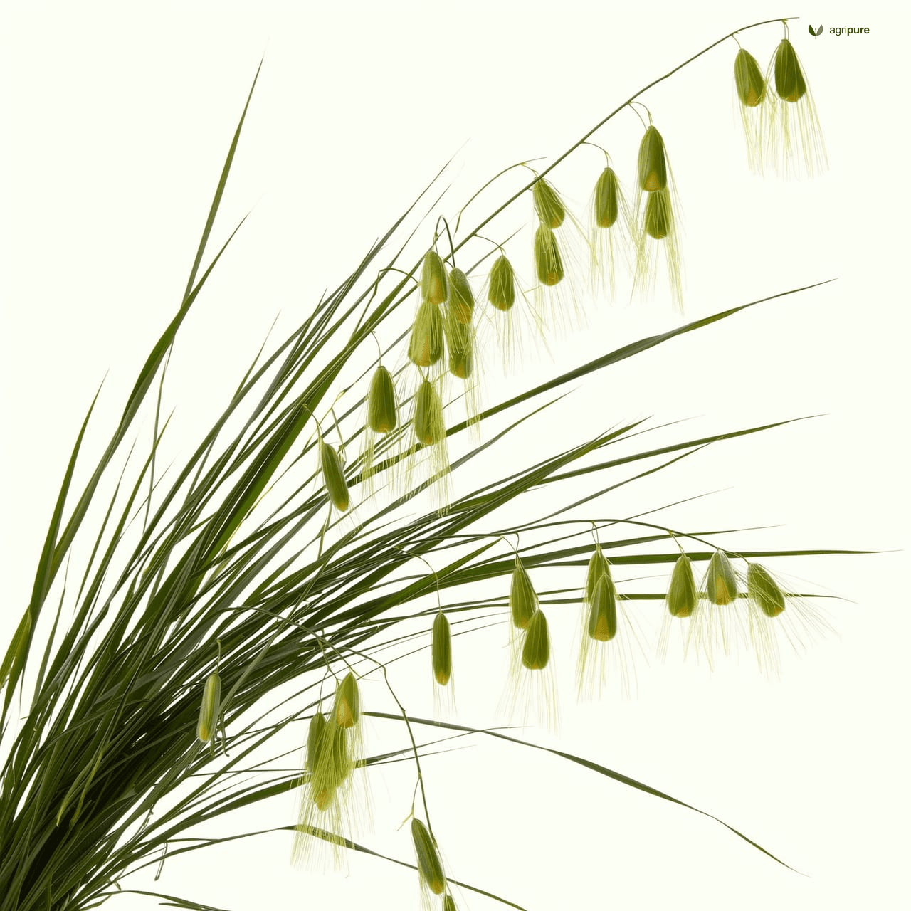 Oats (Avena sativa)