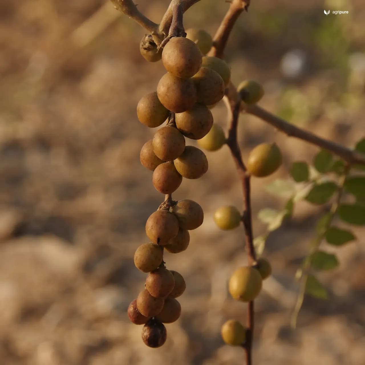 ziziphus-mauritiana