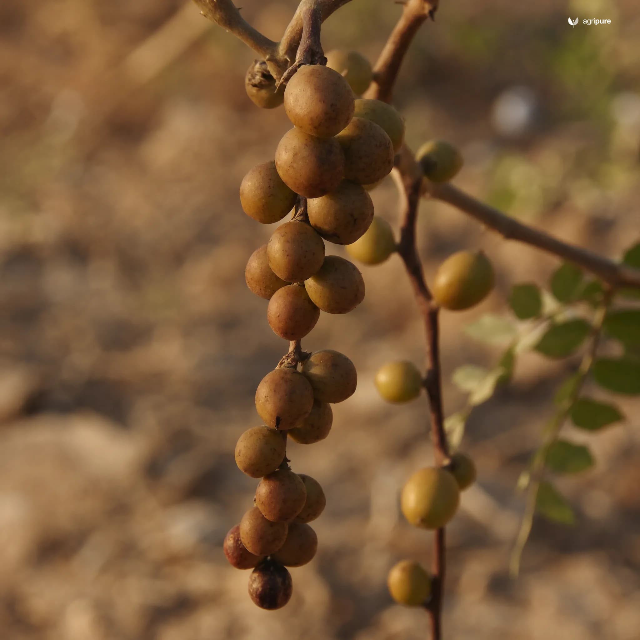 Ber (Ziziphus mauritiana)