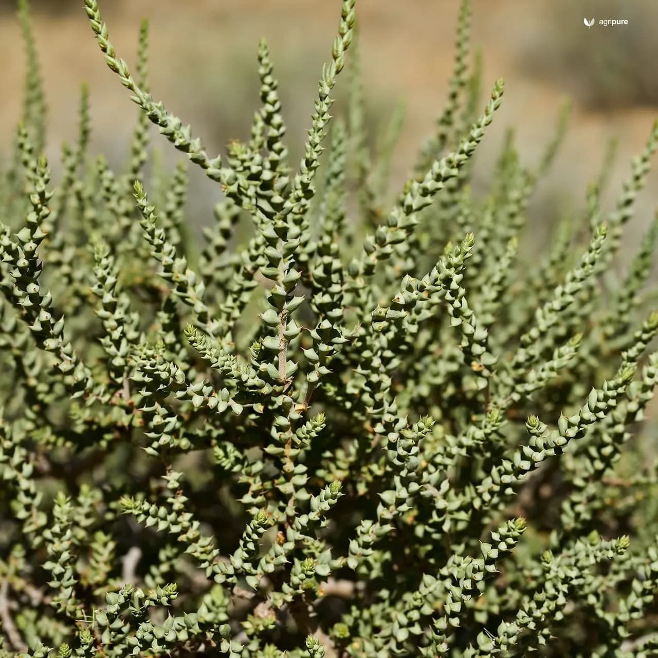 Wild Jujube (Ziziphus nummularia)