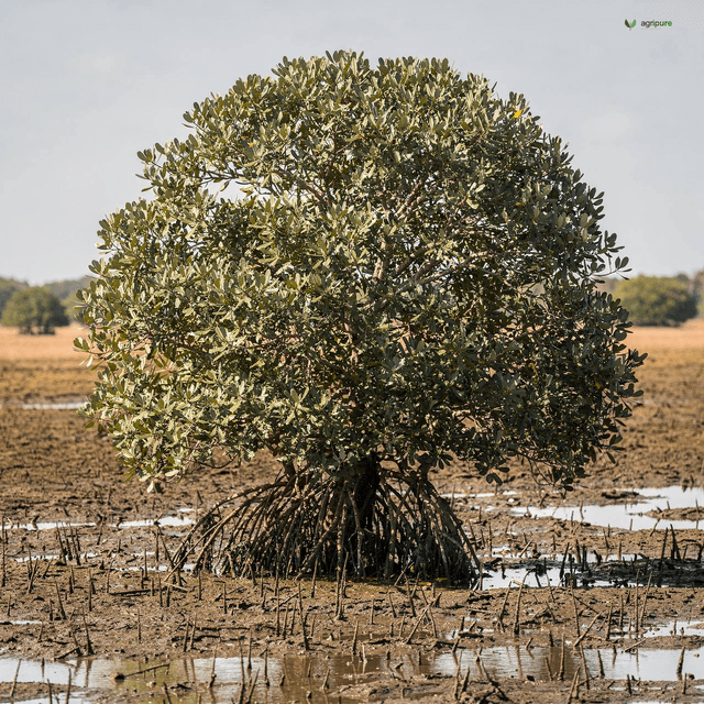 Grey Mangrove (Avicennia marina)
