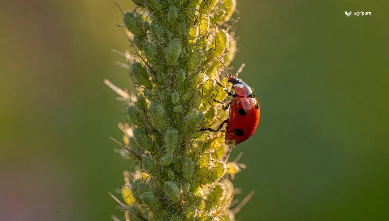 A close view of a garden plant stem crowded with green aphids while a single lady beetle climbs toward the colony in soft morning light.