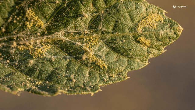 How to get rid of spider mites (and keep them from coming back)