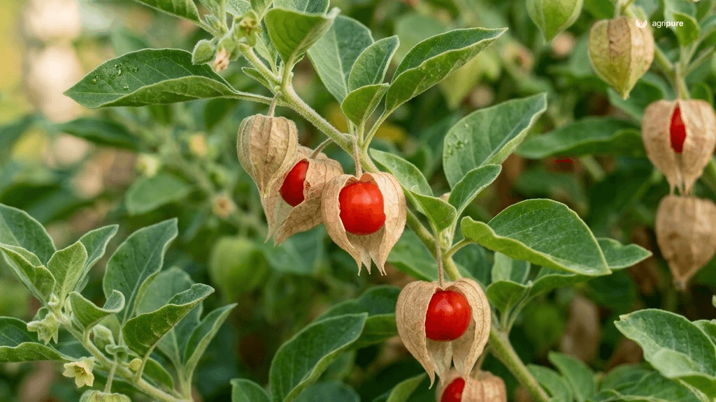 how-to-grow-ashwagandha-withania-somnifera