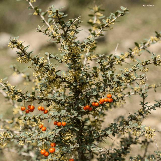 Indian Barberry (Kashmir Barberry) (Berberis aristata)